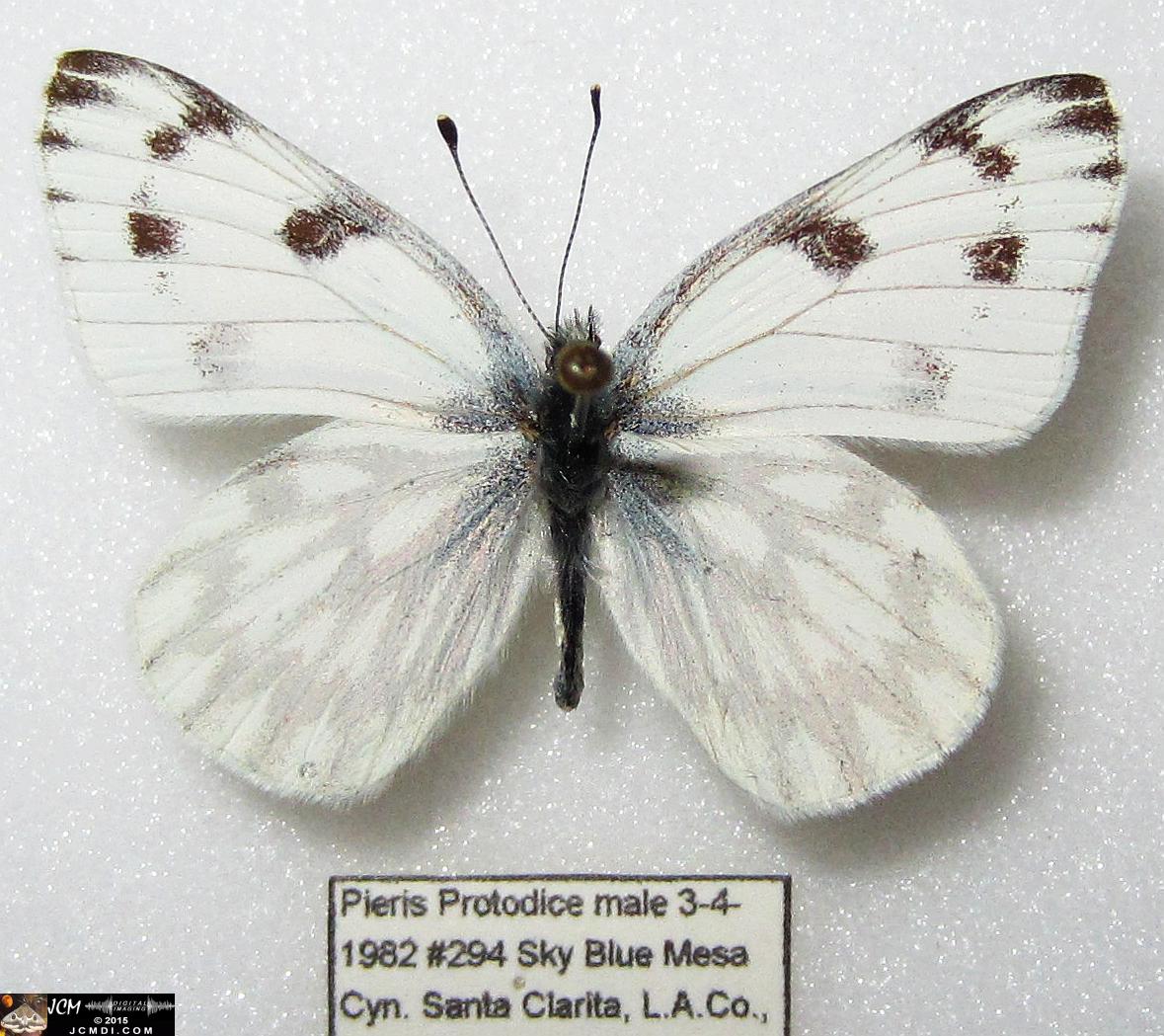 Checkered White Butterfly (Pieris protodice) male
